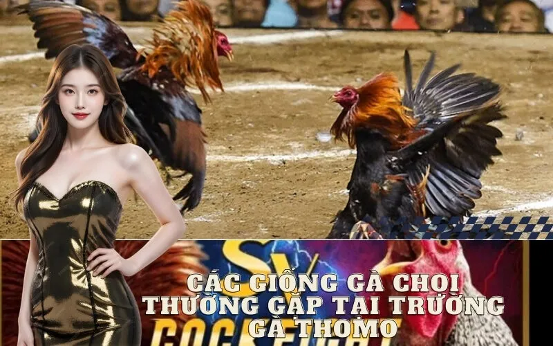 Các Giống Gà Chọi Thường Gặp Tại Trường Gà Thomo