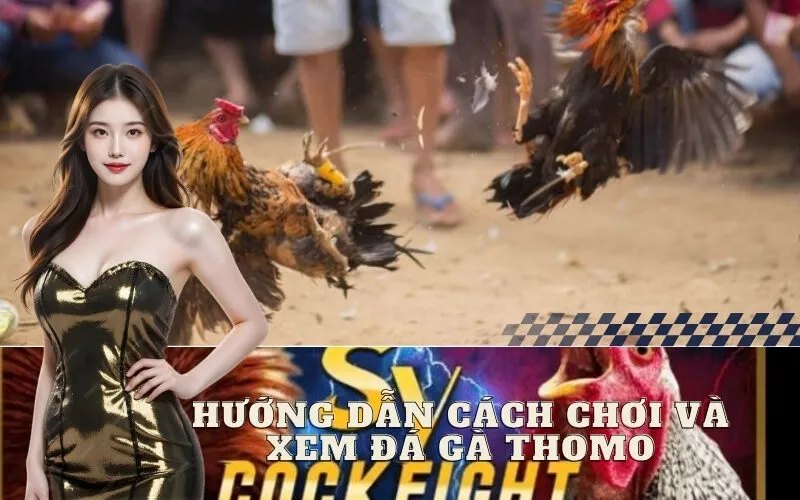 Hướng Dẫn Cách Chơi và Xem Đá Gà Thomo