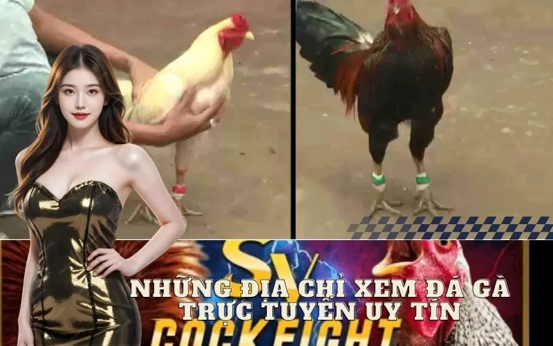 Những địa chỉ xem đá gà trực tuyến uy tín