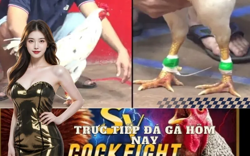 Trực Tiếp Đá Gà Hôm Nay